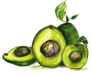 aguacates-new aguacates-new
